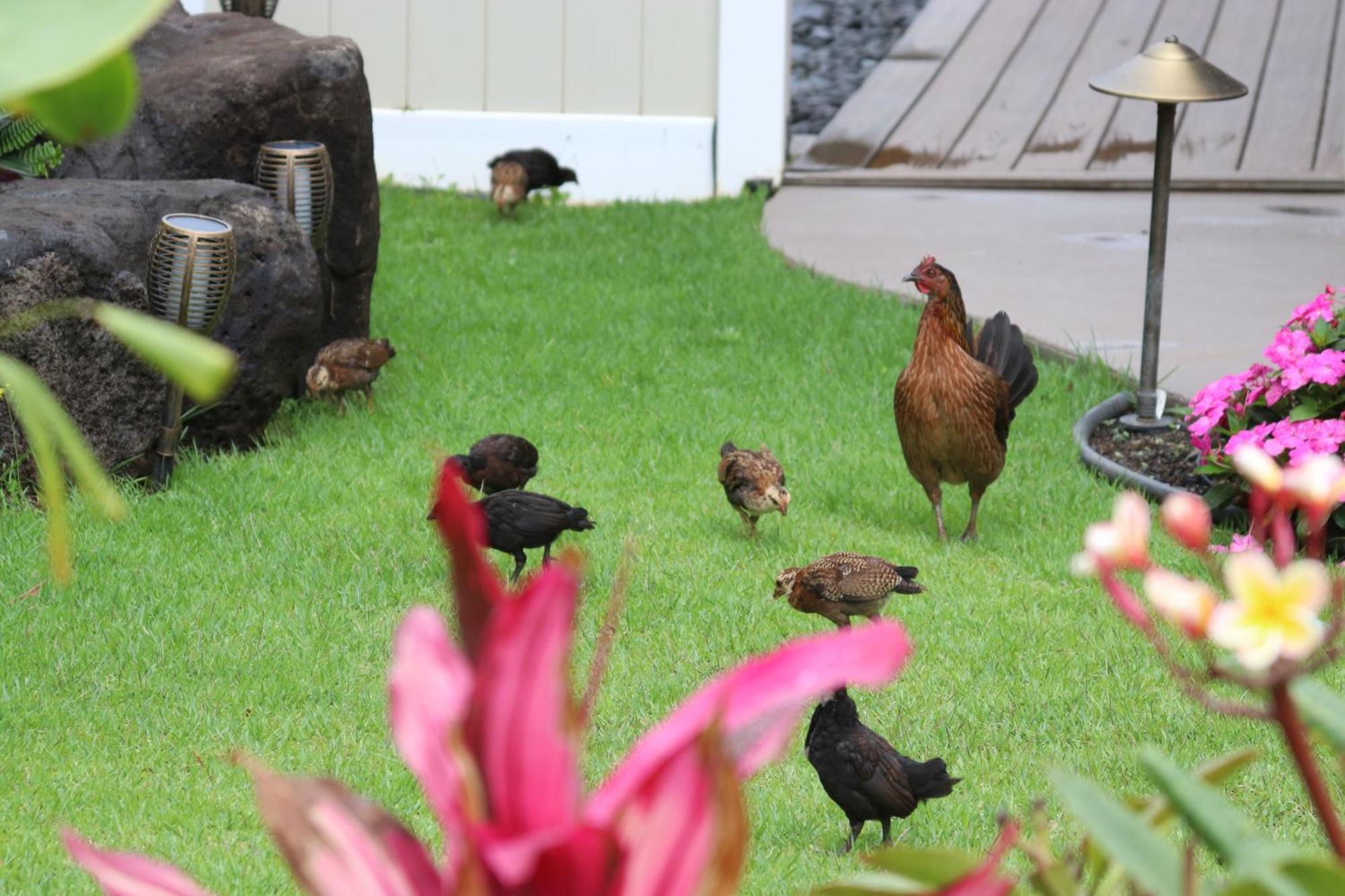 New 4 Bedroom Home With Ocean And Gorgeous Mountain Views In The Gated Community Of Mauna Olu Waianae Экстерьер фото